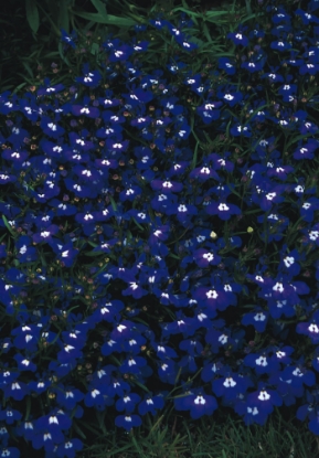 Picture of Lobelia - Mrs Clibran